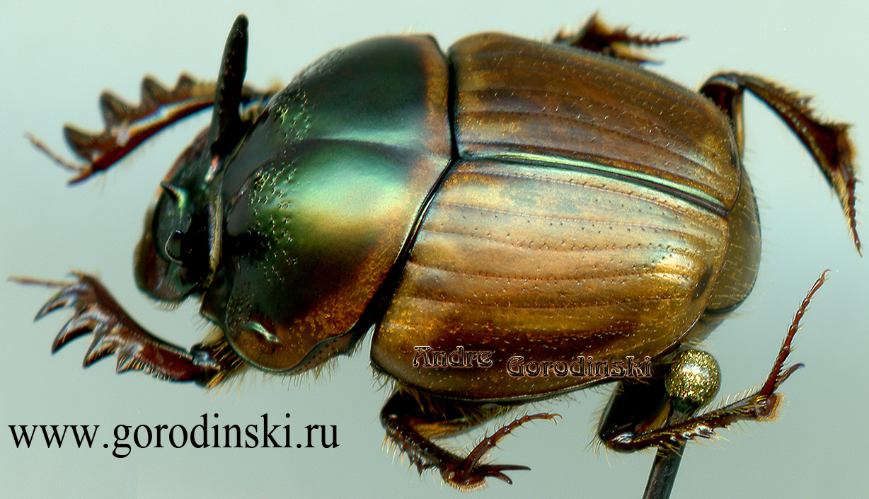 http://www.gorodinski.ru/copr/Onthophagus bonasus.jpg